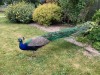 Peacock at Cholderton