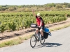 Bill in vineyards near Villegailhenc